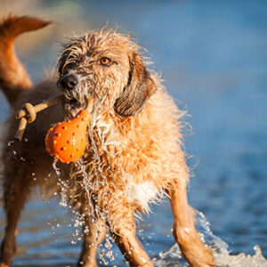 Major Dog Swimming Eddy Floating Fetch Toy with Handle - Small