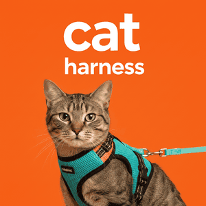 Cat Harness