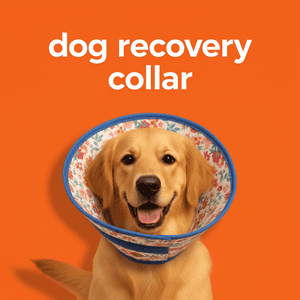 Dog Recovery Collar
